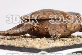 Turtle 0062